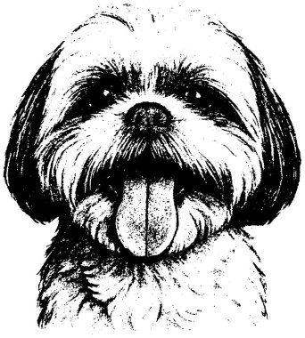 Shih Tzu 'nun retro fotokopi yarım ton kabartma stili desenli tahıl ve kabarık kontrast, siyah beyaz şeffaf arka planda izole edilmiş..