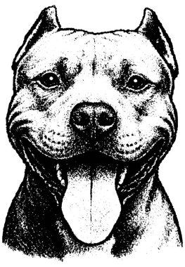 Pitbull 'un retro fotokopi yarım ton kabartma stili kalın tahıl ve güçlü kontrast