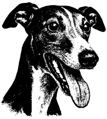 Retro fotokopi ile Greyhound Sighthound yarım ton kabartma tarzı kalın tahıl ve parlak kontrast, izole