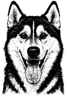 Sibirya Husky 'si retro fotokopi yarım ton gravür stili