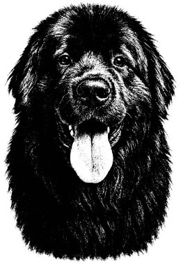 Newfoundland in retro fotokopi yarım ton kabartma stili derin tahıl ve ağır kürk dokusu, izole edilmiş