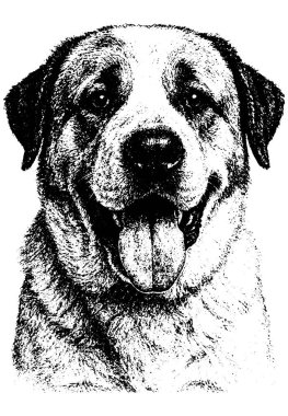 Retro fotokopi yarım ton kabartma stili ile Alabai koyu tahıl, derin gölgeler, ve güçlü kontrast, siyah beyaz şeffaf arka planda izole.