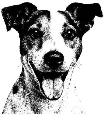 Jack Russell Terrier in retro fotokopi yarım ton gravür stili parlak tahıl ve kalın kontrast ile, siyah beyaz şeffaf arka planda izole