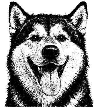 Alaska Malamute in retro fotokopi yarım ton gravür stili koyu tahıl ve derin kontrast, transparen üzerinde izole