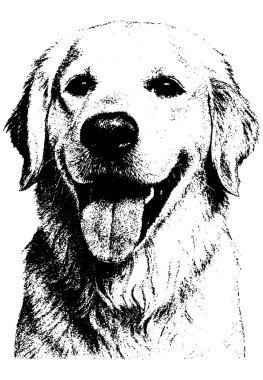 Retro fotokopi ile Golden Retriever yarım ton gravür stili yumuşak tahıl ve parlak kontrast, şeffaf arka planda izole