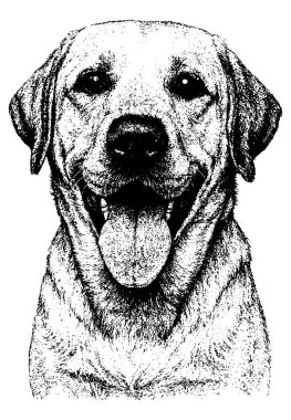 Labrador Retriever 'ın retro fotokopi yarım ton kabartma stili ince tahıllı ve kalın kontrast, şeffaf arkaplanda izole edilmiş.