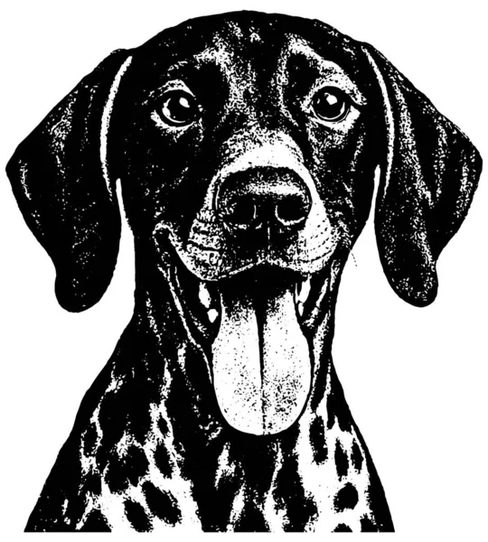 Kurzhaar köpek portresi retro fotokopi tarzında kalın tahıllı, yüksek kontrastlı ve ayrıntılı ceketli, şeffaf arka planda izole edilmiş..