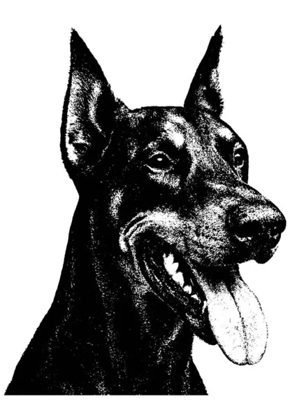 Retro fotokopi yarım ton kabartma stili doberman keskin kontrast ve desenli tahıl, şeffaf üzerinde izole