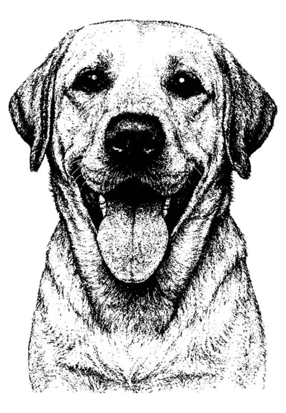 Labrador Retriever 'ın retro fotokopi yarım ton kabartma stili ince tahıllı ve kalın kontrast, şeffaf arkaplanda izole edilmiş.