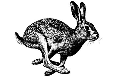 Retro fotokopi çalışan tavşan, yüksek kontrastlı yaban hayatı çizimi, desenli klasik görünüş, şeffaf arka planda izole edilmiş..