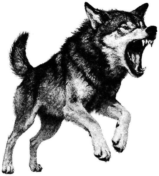 Ретро-ксерография иллюстрация рычащего прыгающего волка в винтажном стиле гравировки, динамичная поза, изолированная на прозрачном фоне.