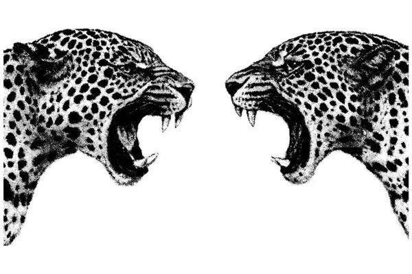 Винтажная ксерография, гравировка двух рычащих леопардов лицом друг к другу, драматическая дикая сцена в стиле ретро, изолированная на прозрачном фоне.