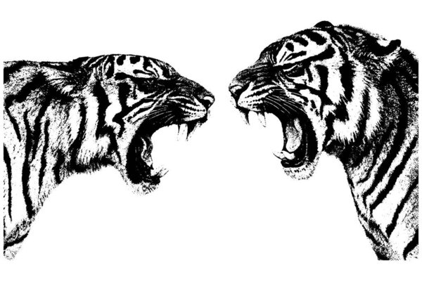 Винтажная ксерография гравировка двух ревущих тигров, стоящих лицом друг к другу в жестоком противостоянии, драматических полос, изолированных на прозрачном фоне.