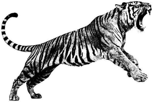 Винтажная ксерография гравировка ревущего тигра, скачущего вперед в полном движении, динамические полосы и дикая энергия, изолированная на прозрачном фоне.