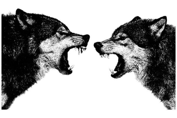 Ретро-ксерография иллюстрации двух ревущих волков, стоящих лицом друг к другу, винтажный стиль гравировки, изолированные на прозрачном фоне.