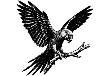 Retro Macaw Papağan Posteri Vintage İşleme Biçimi Branch Illustration 'da Uçan Macaw