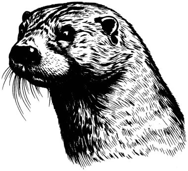 Vintage Otter Head Portresi, Retro Xerography Resimleri Şeffaf Arkaplan Üzerine Vahşi Yaşam Resimleri