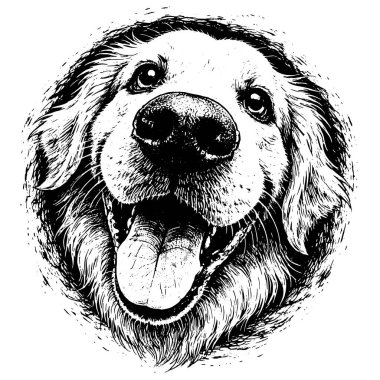 Peeking Golden Retriever Head, Black and White Illustration