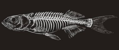Ayrıntılı balık iskeleti, beyaz çizgili, koyu arkaplanda. CNC oymacılığı, lazer kesimi ve koyu yüzey dekorasyonu için yüksek kontrastlı deniz çizimi.