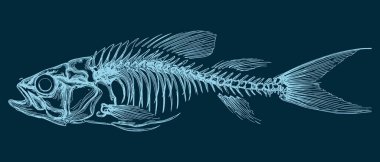 Siyah beyaz çizgili balık iskeletleri seti. CNC oymacılığı, lazer kesimi ve koyu yüzeyler için yüksek kontrast anatomik deniz çizimi.