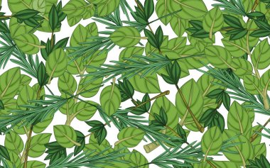 Kurabiye, biberiye ve kekik yaprakları. Ve kafa. Geçmişi. Beyaz arkaplanda çok renkli bir görüntü. Yakın plan. Tasarım elemanı. Vektör illüstrasyonu.