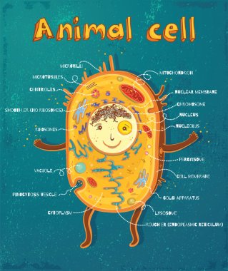 animal cell anatomy clipart