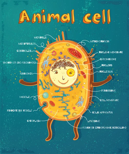 Anatomia delle cellule animali — Vettoriale Stock