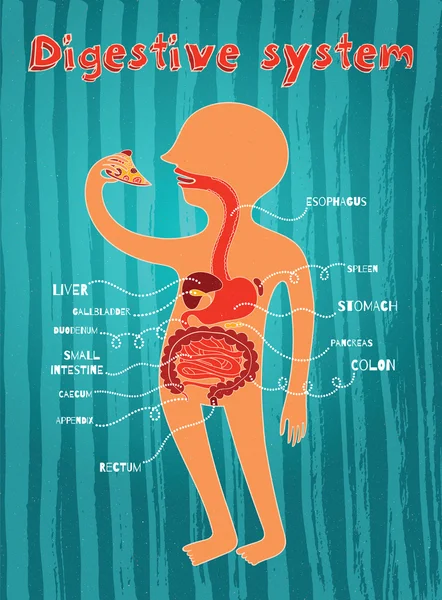 Ilustração vetorial do sistema digestivo humano para crianças —  Vetores de Stock