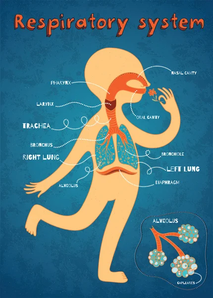 Ilustración de dibujos animados vectoriales del sistema respiratorio humano para niños — Vector de stock