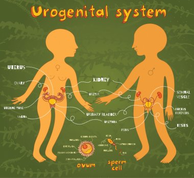 vector cartoon illustration of male and female urogenital system clipart