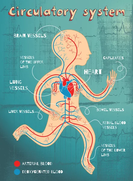 Ilustración de dibujos animados vectoriales del sistema circulatorio humano para niños — Vector de stock