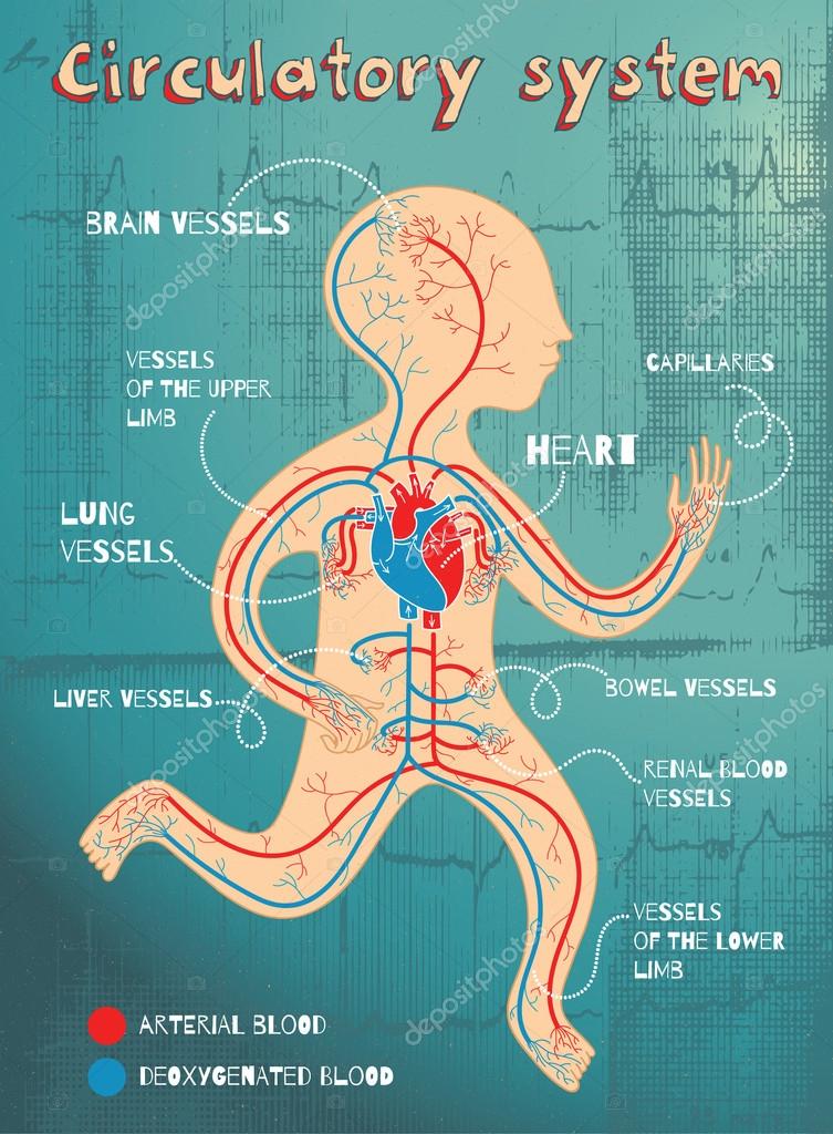 Vector cartoon illustration of human circulatory system for kids Stock  Vector Image by ©arborelza #111374686