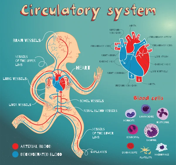 Gambar vektor kartun dari sistem peredaran manusia untuk anak-anak - Stok Vektor