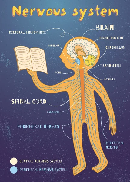 Ilustração de desenho animado vetorial do sistema nervoso humano para crianças — Vetor de Stock