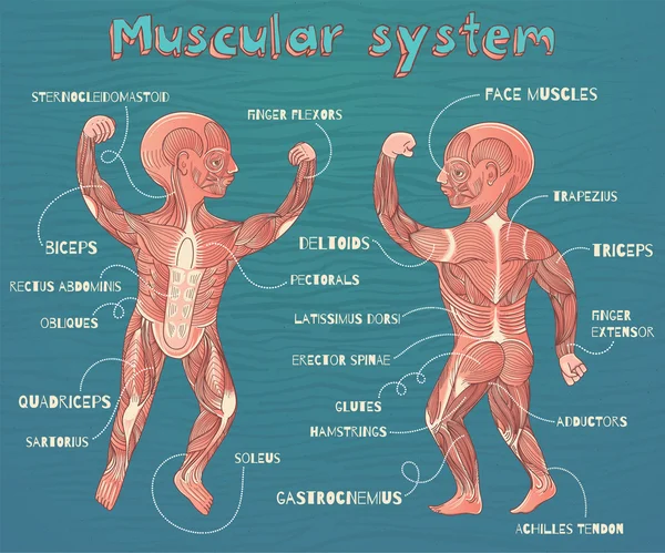 아이 들을 위한 인간의 근육 시스템의 벡터 만화 그림 — 스톡 벡터