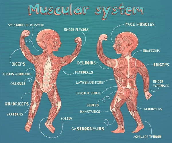 Ilustración de dibujos animados vectoriales del sistema muscular humano para niños — Archivo Imágenes Vectoriales