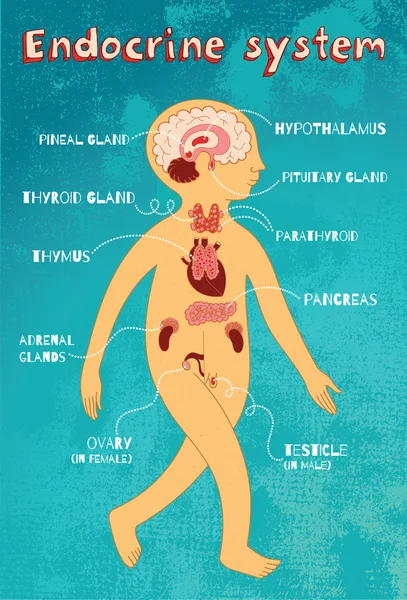 Vektor-Cartoon-Illustration des endokrinen Systems für Kinder — Stockvektor