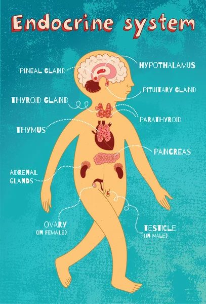 Ilustración de dibujos animados vectoriales del sistema endocrino para niños — Vector de stock