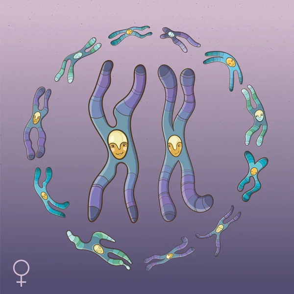 Ilustración de cromosomas - Genotipo femenino — Vector de stock