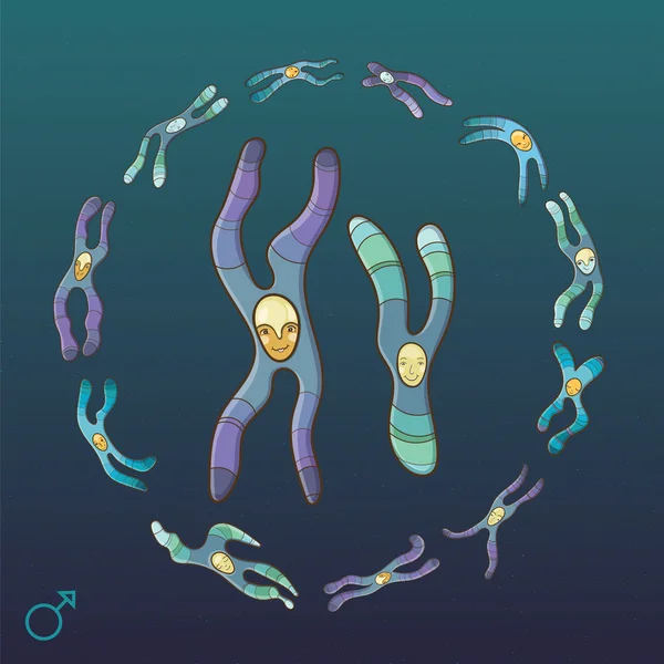 Illustratie van X en Y-chromosoom. Mannelijke genotype — Stockvector