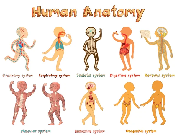 Ilustración de la anatomía humana, sistemas de órganos para niños . — Vector de stock