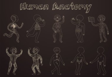 İnsan anatomisi, çocuklar için organ sistemlerinin çizimi.