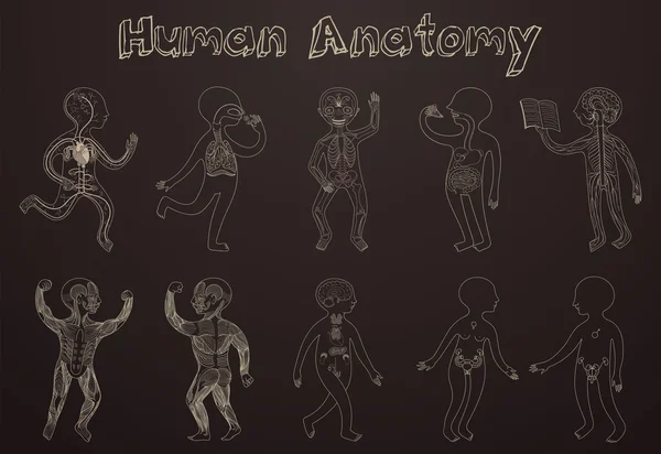 Ilustração da anatomia humana, sistemas de órgãos para crianças . —  Vetores de Stock