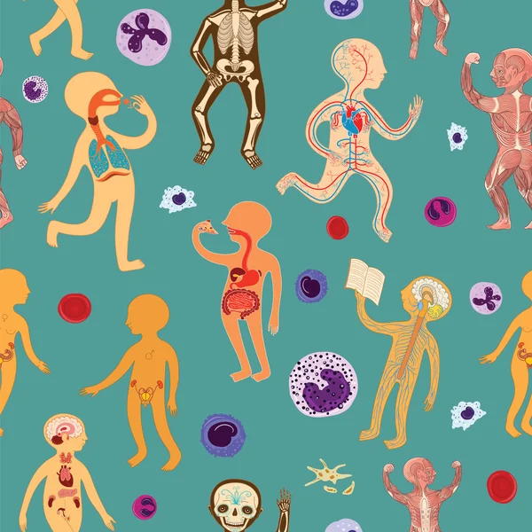 Vektör çizimi insan anatomisi ile seamless modeli