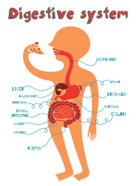 vector illustration of human digestive system for kids clipart