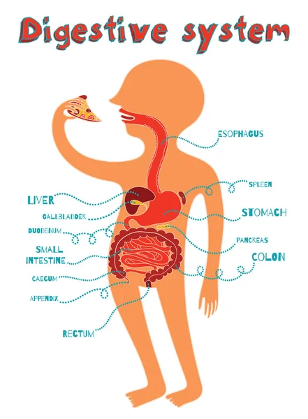 Ilustración vectorial del sistema digestivo humano para niños — Vector de stock