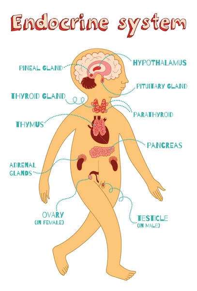 Ilustración de dibujos animados vectoriales del sistema endocrino para niños — Vector de stock