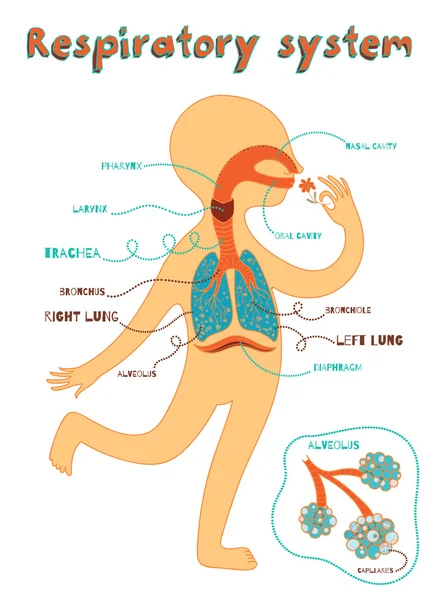 Ilustración de dibujos animados vectoriales del sistema respiratorio humano para niños — Vector de stock