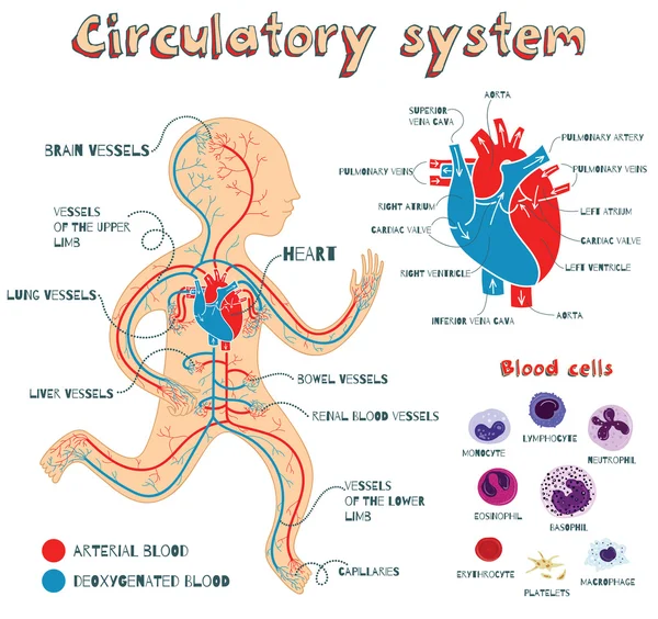 Ilustración de dibujos animados vectoriales del sistema circulatorio humano para niños — Vector de stock