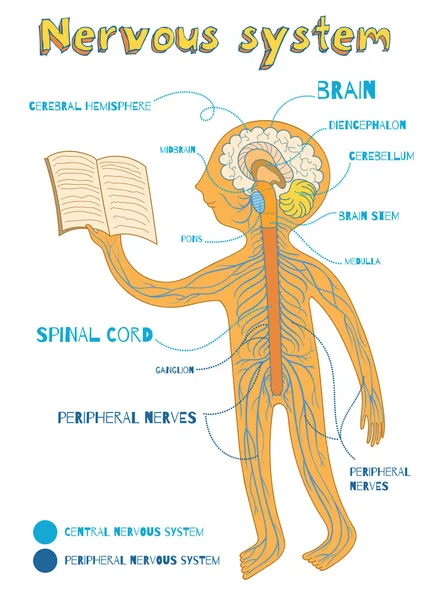 Ilustración de dibujos animados vectoriales del sistema nervioso humano para niños — Vector de stock